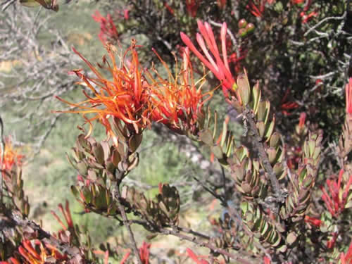 Flora 3